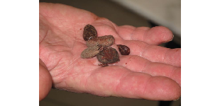 Platres Chocolate Workshop