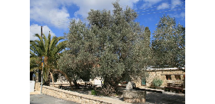 Heaven On Earth Herbals in Pano Akourdhalia